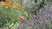 Coomonderry garden