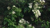 Coomonderry garden